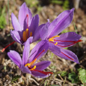 Safran : trois fleurs violettes écloses d'où sortent les pistils.
