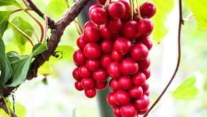 Fruits rouges de schisandra en grappe suspendus à une branche