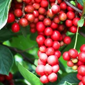 Baies rouges de schisandra en grappe dans un arbre