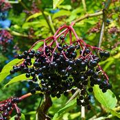 Baies de sureau noir (sambucus nigra) suspendues à une branche dans un arbre vert 