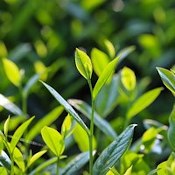 Feuilles de thé vert dans un champ illuminées par le soleil.