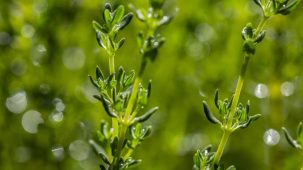 Thym en gros plan : plante et feuilles vertes vues de très près.