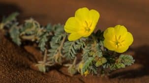 Fleurs jaunes de tribulus terrestris qui pousse dans le sable