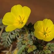 Tribulus Terrestris fleurs jaunes