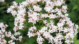 Fleurs de valériane de couleur blanche et roses en gros plan