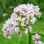 Eschscholtzia et valériane : une fleur de valériane en gros plan de teinte blanche et mauve.