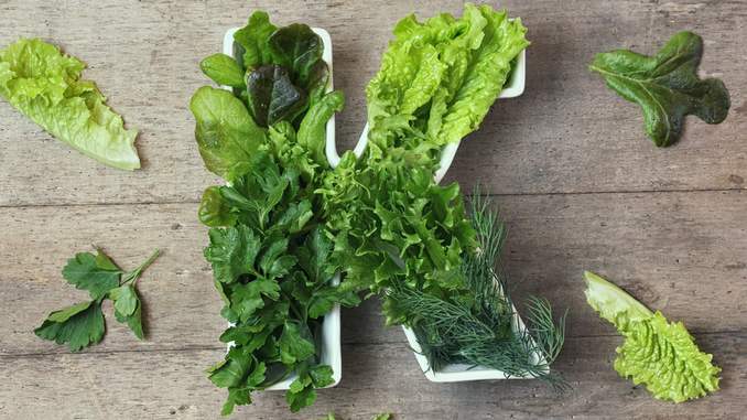 Légumes verts (salade, chou frisé, épinard, etc.) dans un bol blanc en forme de K. Il est posé sur une table en bois.